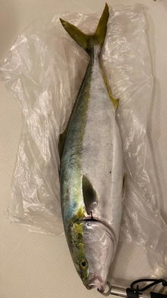 メジロの釣果