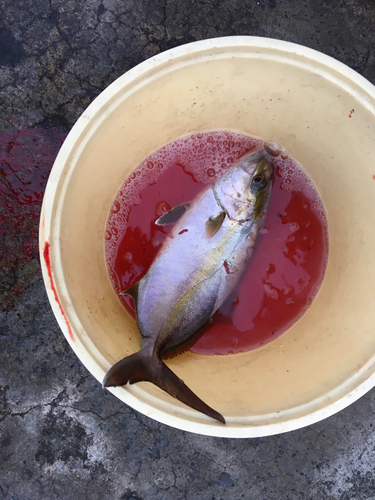 カンパチの釣果