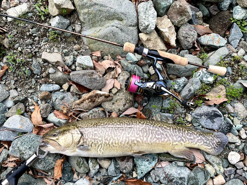 タイガートラウトの釣果