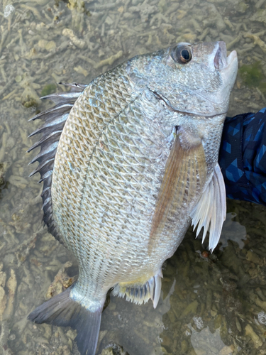 オキナワキチヌの釣果