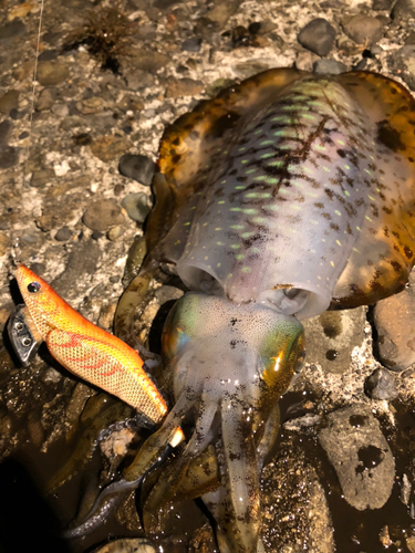 アオリイカの釣果