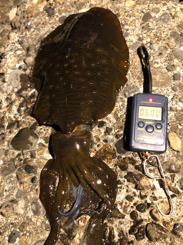 アオリイカの釣果