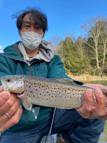 ブラウントラウトの釣果