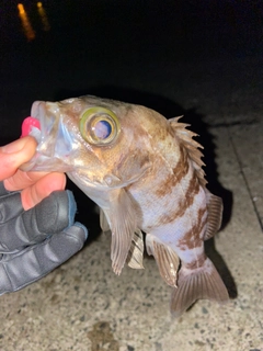 メバルの釣果