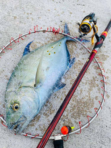 ナンヨウカイワリの釣果