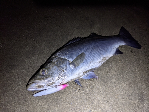 ヒラスズキの釣果