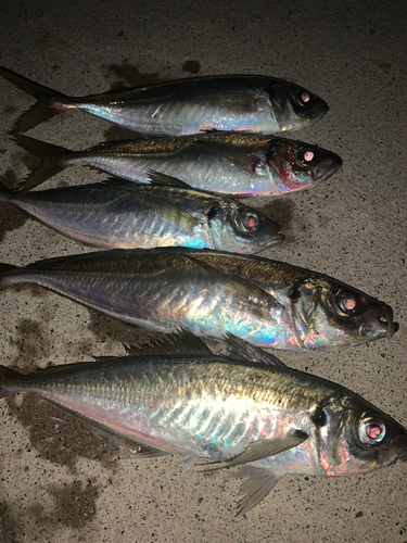 アジの釣果