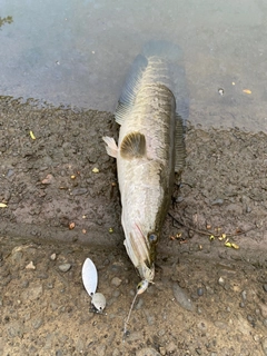 カムルチーの釣果