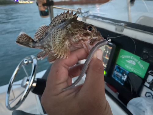 アラカブの釣果