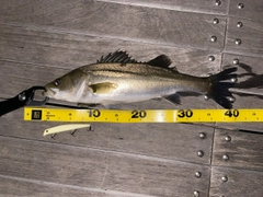 シーバスの釣果