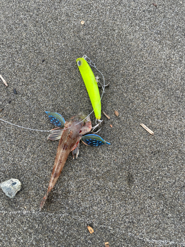 ホウボウの釣果