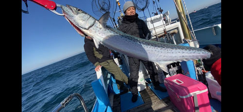 サワラの釣果