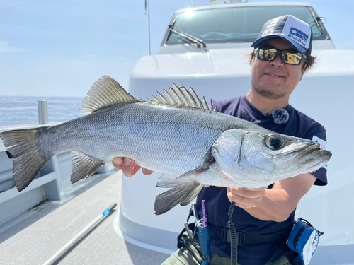 ヒラスズキの釣果