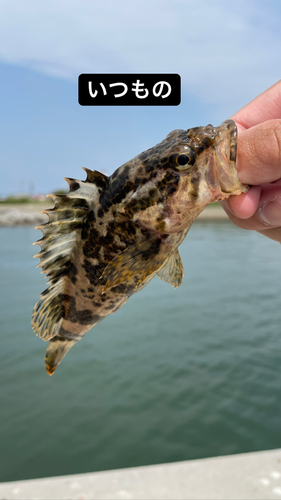 タケノコメバルの釣果