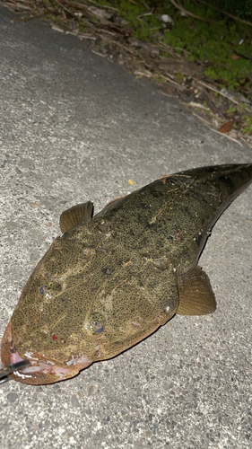 マゴチの釣果