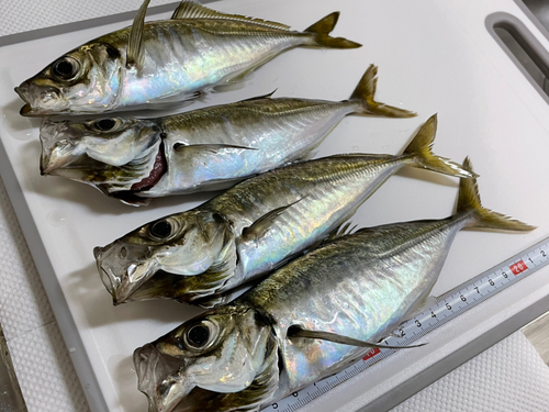 アジの釣果