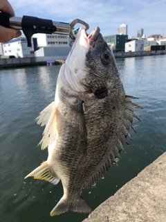 キビレの釣果