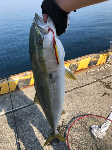 ハマチの釣果