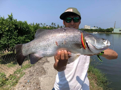 バラマンディの釣果