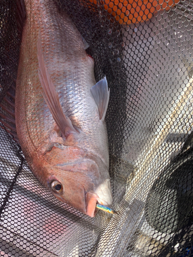 タイの釣果