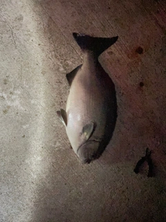 クロの釣果