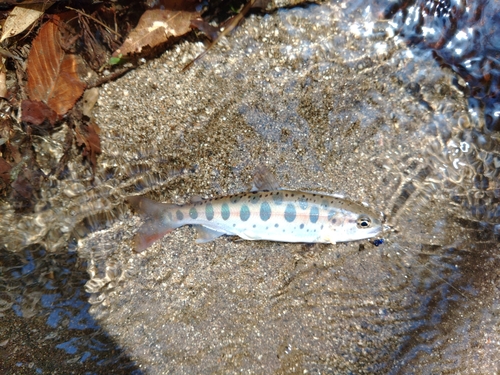 ヤマメの釣果