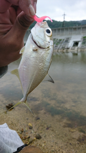 ロウニンアジの釣果