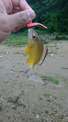 オキフエダイの釣果