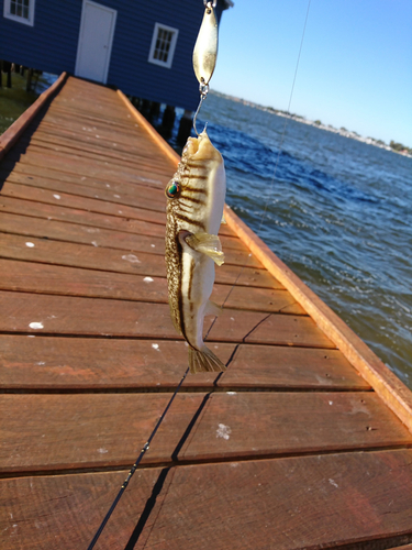 ショウサイフグの釣果