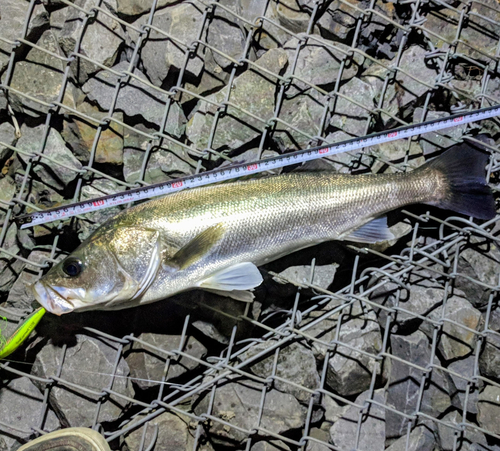 スズキの釣果