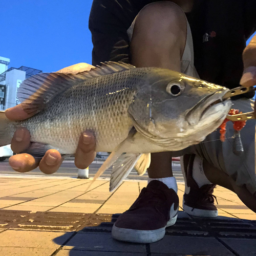 ゴマフエダイの釣果