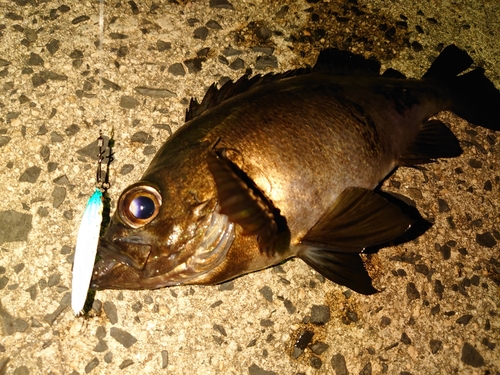 メバルの釣果