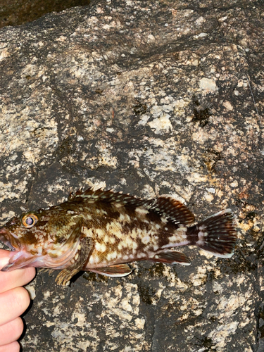 カサゴの釣果