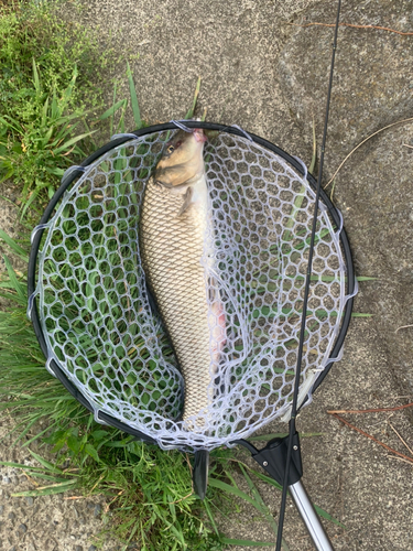 ニゴイの釣果