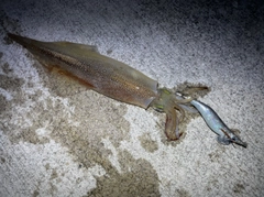 ヤリイカの釣果