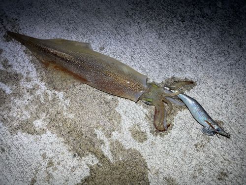 ヤリイカの釣果