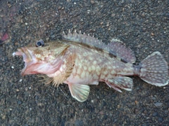 カサゴの釣果