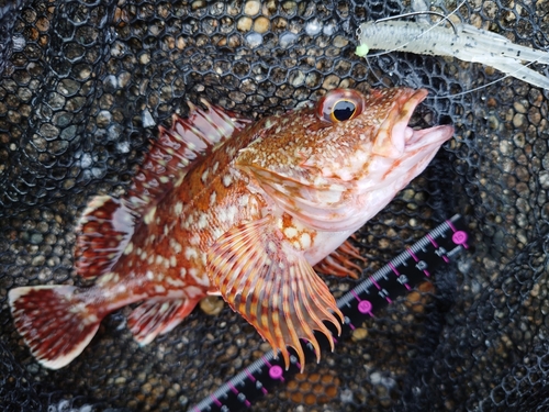 カサゴの釣果