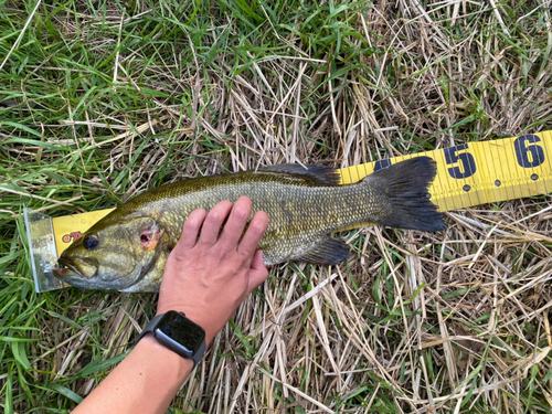 スモールマウスバスの釣果