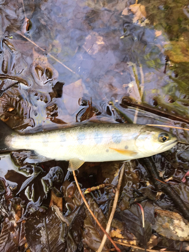 ヤマメの釣果