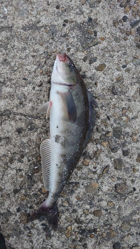 ホッケの釣果