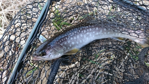 アメマスの釣果