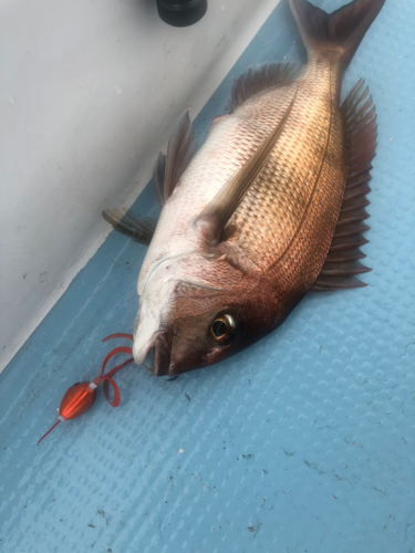 マダイの釣果