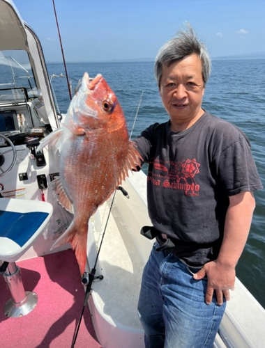 マダイの釣果