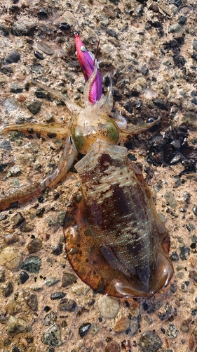 アオリイカの釣果