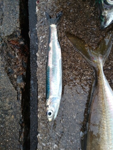 カタクチイワシの釣果