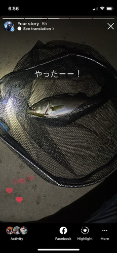 シーバスの釣果