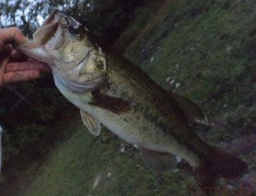 ブラックバスの釣果