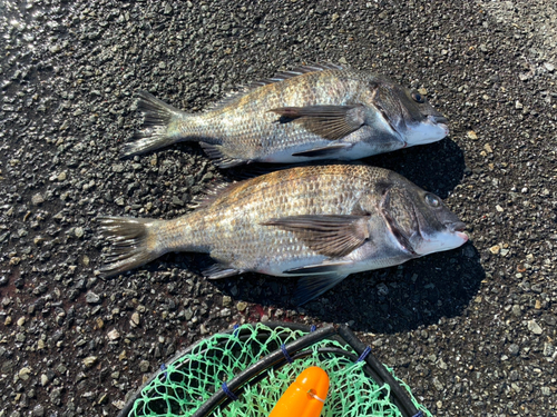 クロダイの釣果