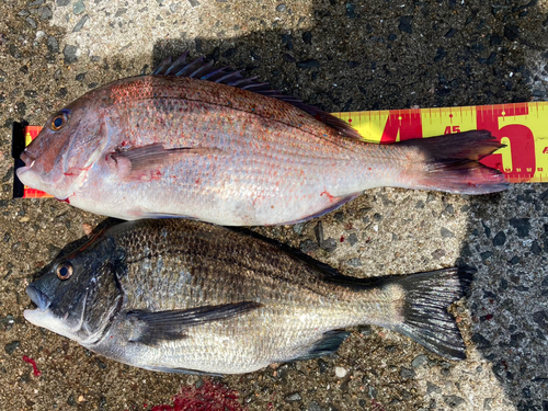 タイの釣果